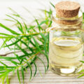Benefits and uses of tea tree oil for skin and hair mobilehome
