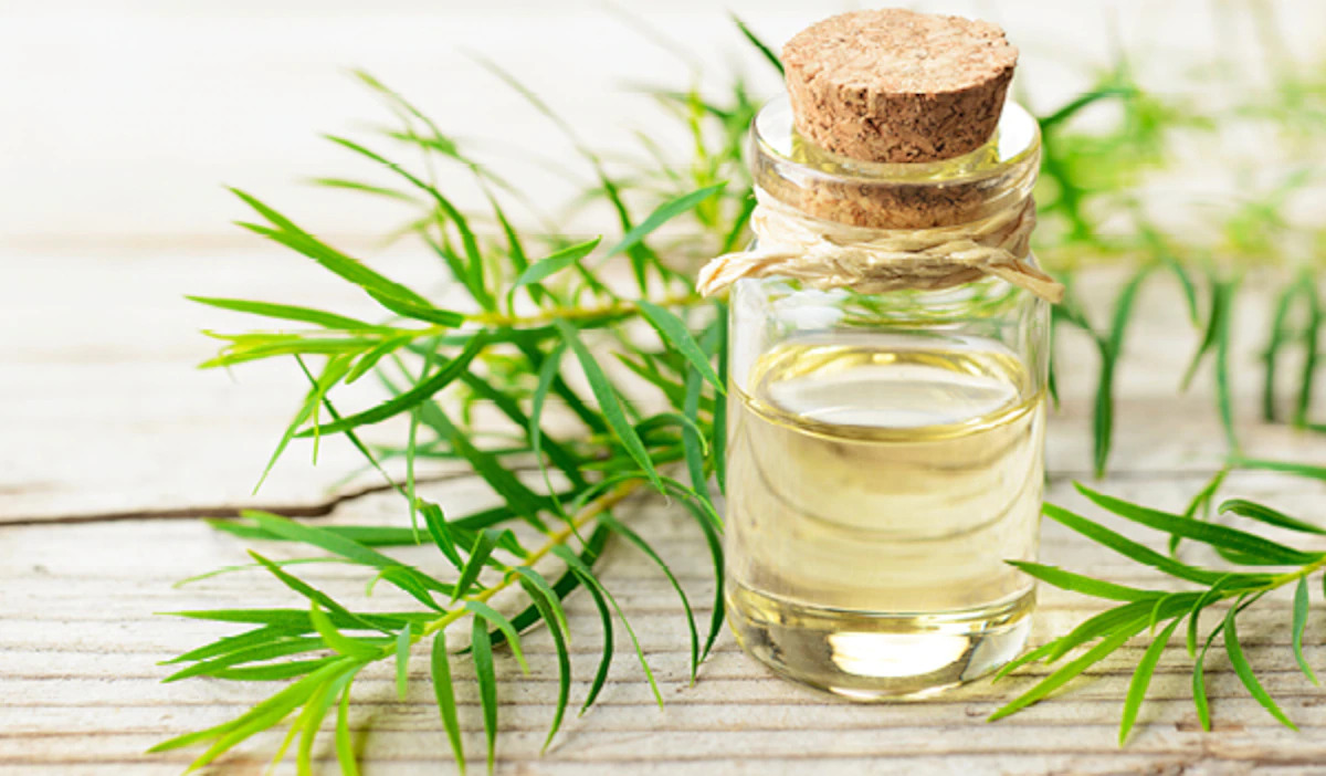 Benefits and uses of tea tree oil for skin and hair mobilehome