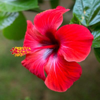 Hibiscus