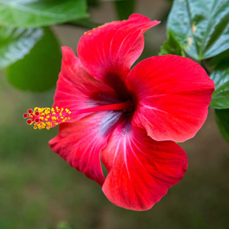 Hibiscus