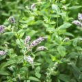 Lemon Balm Meaning Types and Uses Melissa officinalis