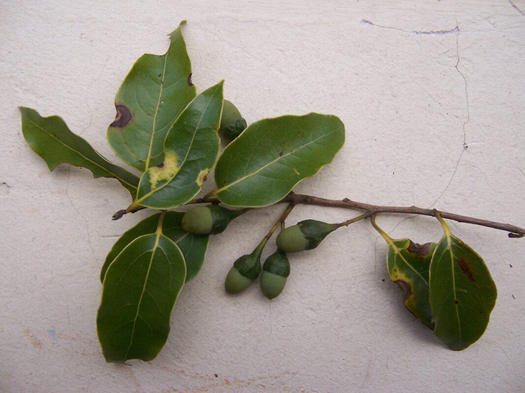 Ocotea obtusata Leaves and fruit