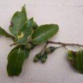 Ocotea obtusata Leaves and fruit