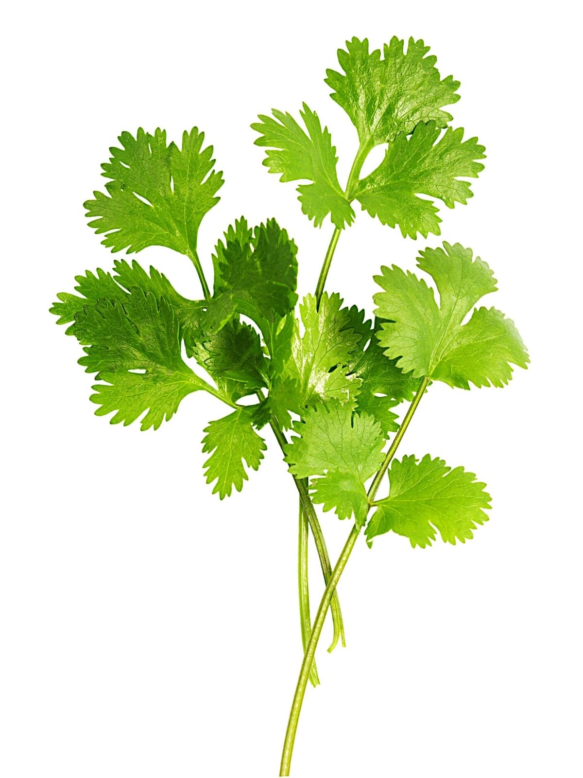 What is cilantro