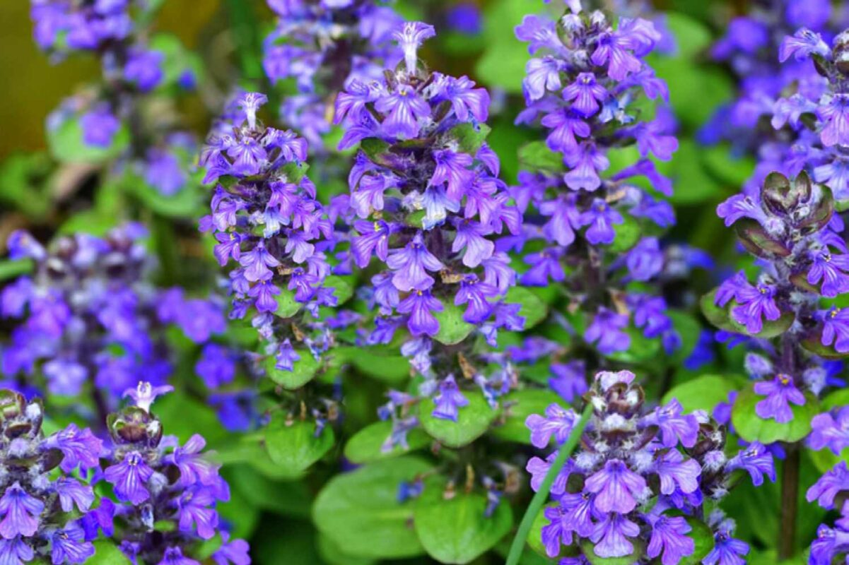 Ajuga or bugleweed plants 2132213 01 0751ed1ecff34cb68e2b9a6b0cb7865c