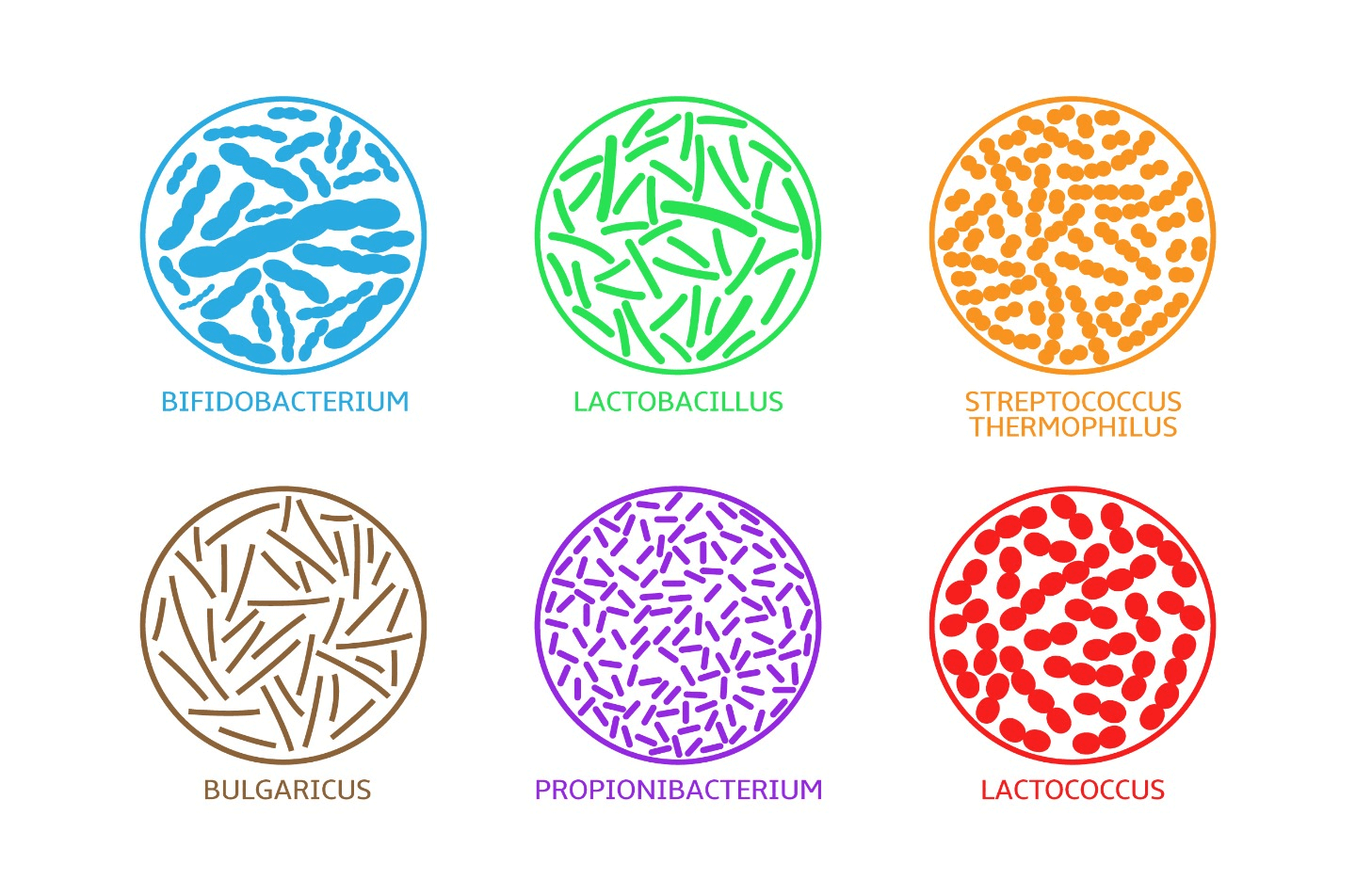 Best probiotic strains and their benefits 1440x