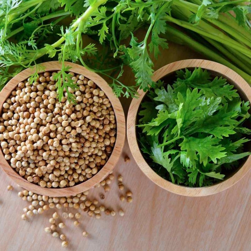 Coriander seeds