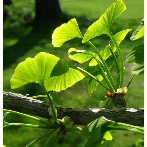Ginko biloba