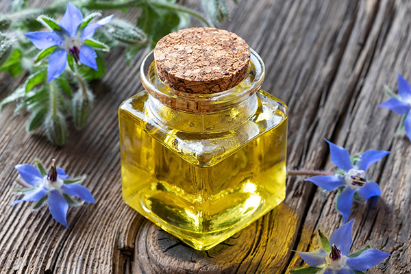 Borage oil with fresh blooming borage plant