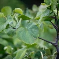 Kava kava plant outdoors nature 732x549 thumbnail 732x549