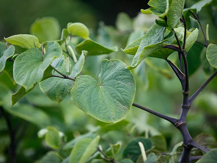 Kava kava plant outdoors nature 732x549 thumbnail 732x549