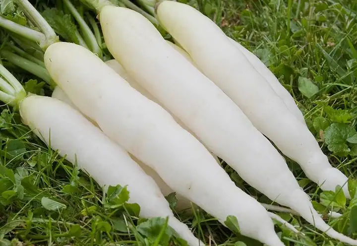 Radish